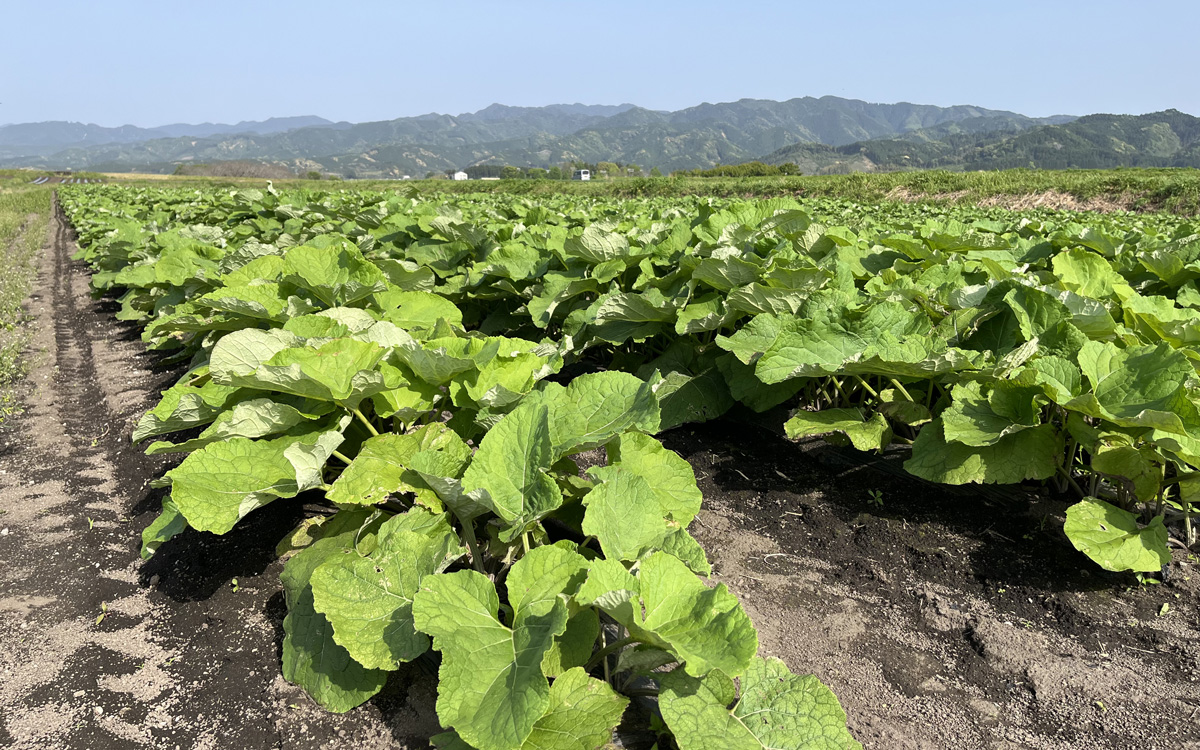 皮ごと使用したごぼう茶