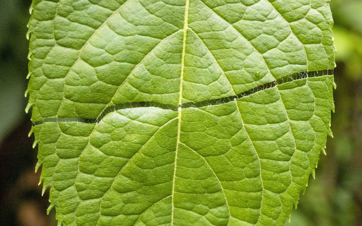 毎日の健康習慣に寄り添う杜仲茶