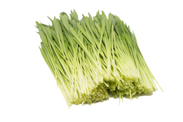 大麦若葉