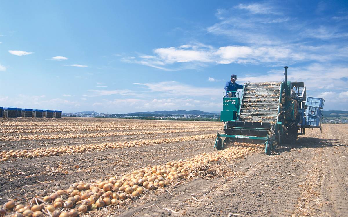北海道産玉ねぎ畑