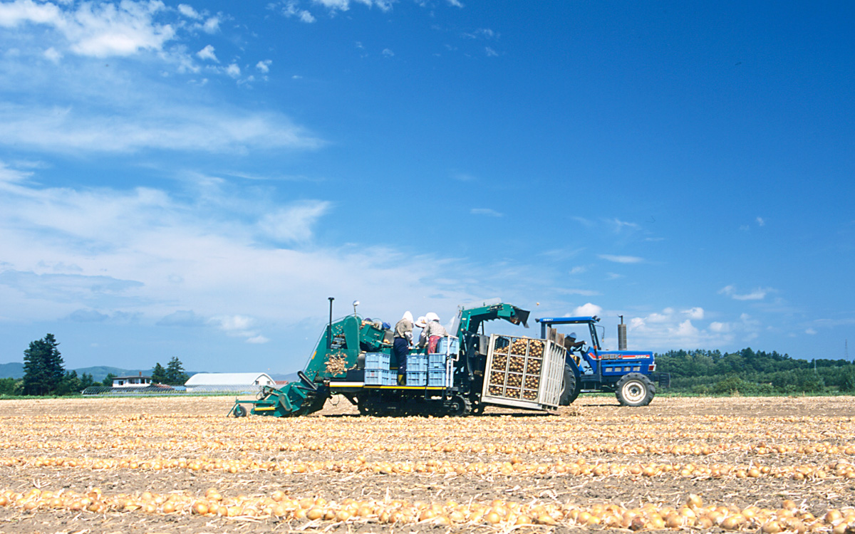 北海道北見産の玉ねぎ畑 大画像